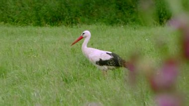Yeşil çayırdaki beyaz leylek. Yeşil çayırdaki beyaz leylek.