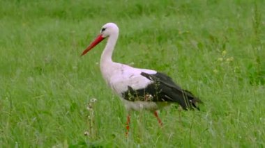 Yeşil çayırdaki beyaz leylek. Yeşil çayırdaki beyaz leylek.