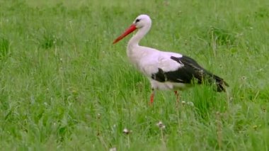 Yeşil çayırdaki beyaz leylek. Yeşil çayırdaki beyaz leylek.