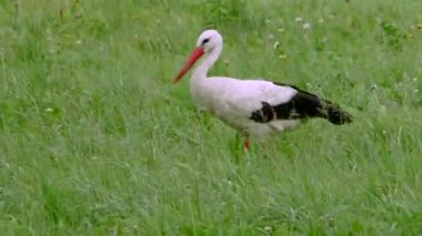 Yeşil çayırdaki beyaz leylek. Yeşil çayırdaki beyaz leylek.