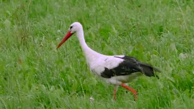 Yeşil çayırdaki beyaz leylek. Yeşil çayırdaki beyaz leylek.