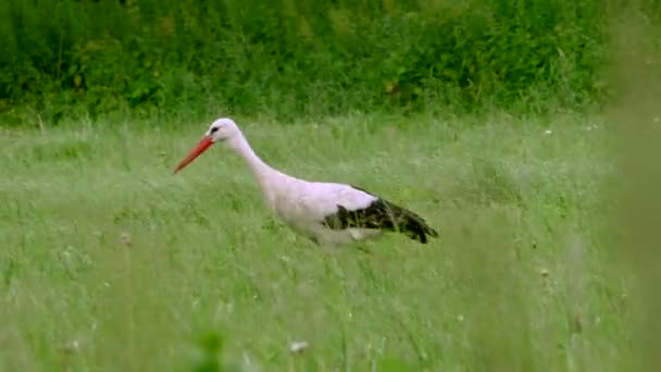 Cicogna Bianca Prato Erboso Verde Cicogna Bianca Prato Erboso Verde — Video Stock