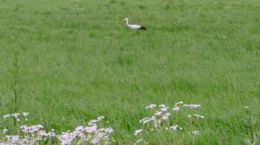 Yeşil çayırdaki beyaz leylek. Yeşil çayırdaki beyaz leylek.