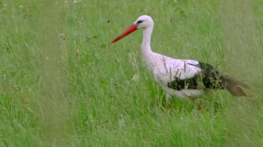 Yeşil çayırdaki beyaz leylek. Yeşil çayırdaki beyaz leylek.