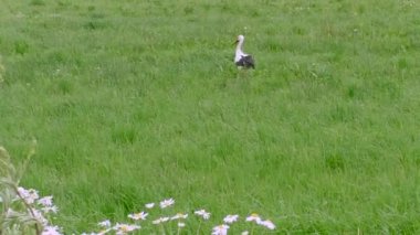 Yeşil çayırdaki beyaz leylek. Yeşil çayırdaki beyaz leylek.