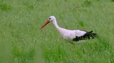 Yeşil çayırdaki beyaz leylek. Yeşil çayırdaki beyaz leylek.