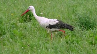 Yeşil çayırdaki beyaz leylek. Yeşil çayırdaki beyaz leylek.
