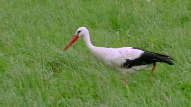 Yeşil çayırdaki beyaz leylek. Yeşil çayırdaki beyaz leylek.