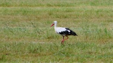 Yeşil çayırdaki beyaz leylek. Yeşil çayırdaki beyaz leylek.