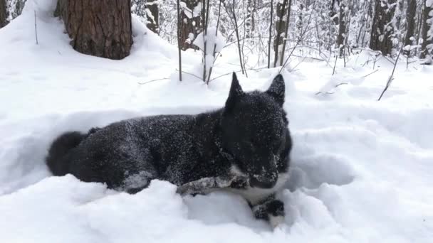 Two Dogs Russian European Huskies Playing Snow Siberia Relationship Animals — Stock Video