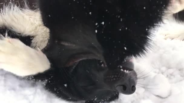 Dua Anjing Rusia Eropa Huskies Bermain Salju Siberia Hubungan Antara — Stok Video