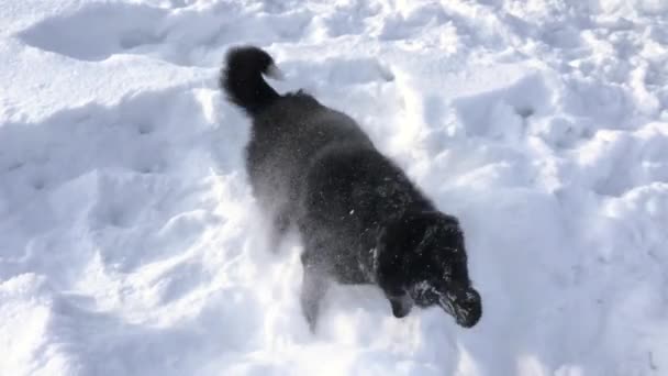 Twee Honden Russisch Europese Huskies Spelen Sneeuw Van Siberië Relatie — Stockvideo