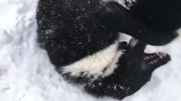 Две Собаки Русско Европейские Хаски Играют Снегу Сибири Отношение Животных — стоковое видео