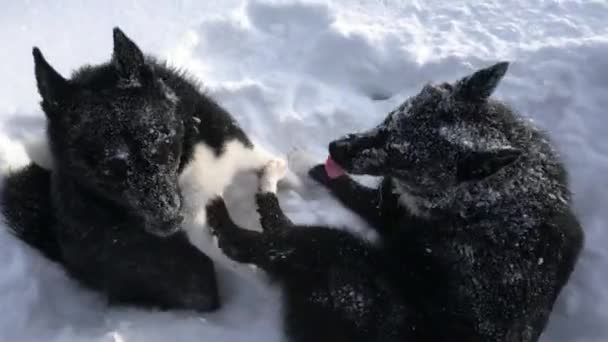 Two Dogs Russian European Huskies Playing Snow Siberia Relationship Animals — Stock Video