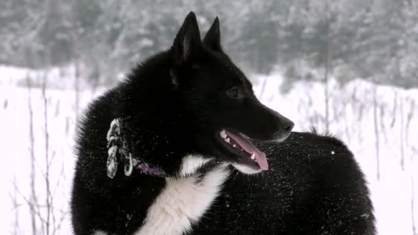 Dos Perros Huskies Ruso Europeos Jugando Nieve Siberia Relación Los — Vídeo de stock