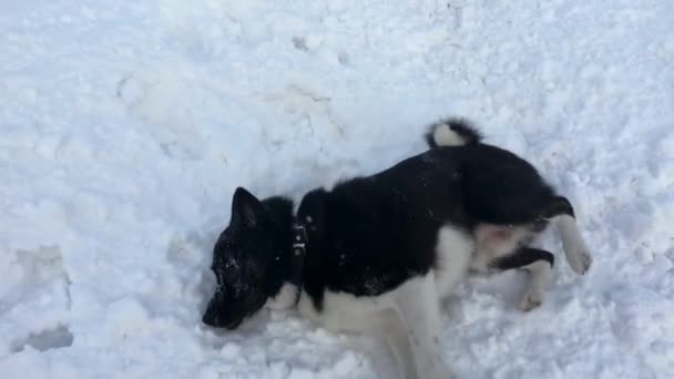 Zwei Hunde Russisch Europäische Huskys Spielen Schnee Sibiriens Die Beziehung — Stockvideo