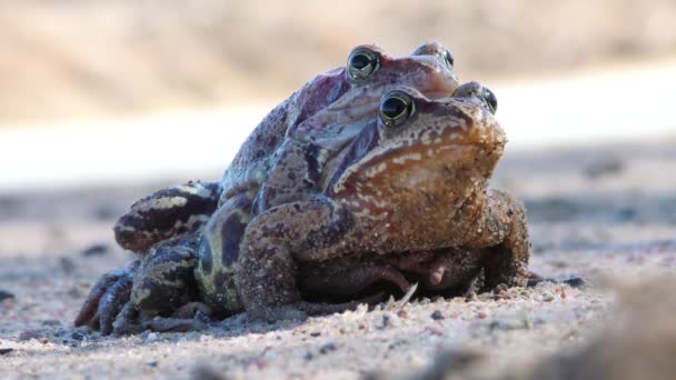 Kurbağaları Yakından Eşleştiriyorum Doğal Ortamda Hayvanların Üremesi — Stok video