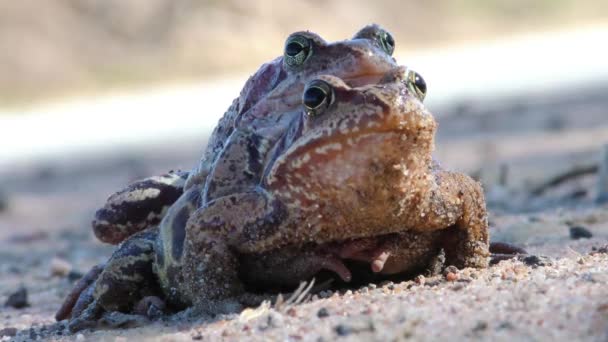 Kurbağaları Yakından Eşleştiriyorum Doğal Ortamda Hayvanların Üremesi — Stok video