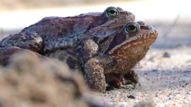 Accoppiare Rospi Vicino Riproduzione Animali Nell Ambiente Naturale — Video Stock