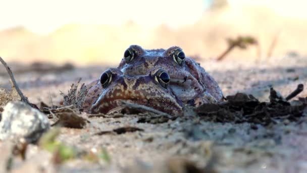 Maridaje Sapos Cerca Reproducción Animales Entorno Natural — Vídeo de stock