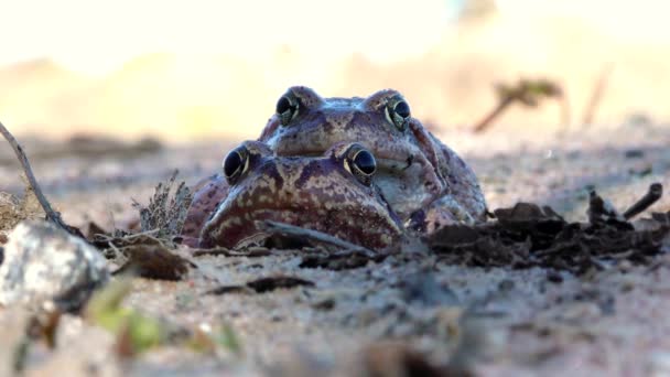 Maridaje Sapos Cerca Reproducción Animales Entorno Natural — Vídeo de stock