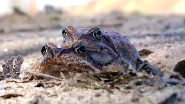 두꺼비를 가까이에 뿌린다 환경에서 동물의 — 비디오