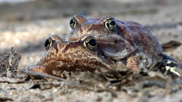 Maridaje Sapos Cerca Reproducción Animales Entorno Natural — Vídeo de stock