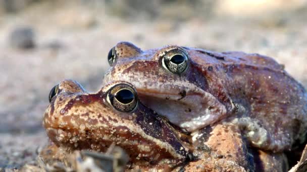 Maridaje Sapos Cerca Reproducción Animales Entorno Natural — Vídeo de stock