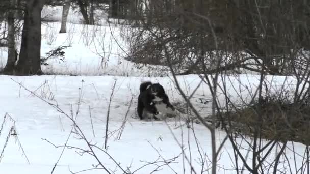 冬の森でハスキーを狩ります ヨーロッパの犬と狩猟シーズン — ストック動画