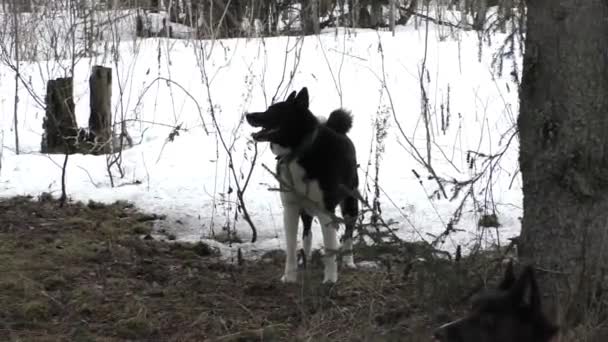 Охота Хаски Зимнем Лесу Сезон Охоты Собаками Европе — стоковое видео