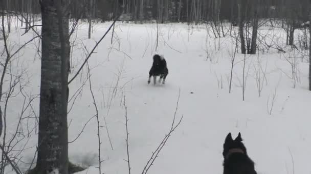Husky Jagen Het Winterbos Jachtseizoen Met Honden Europa — Stockvideo