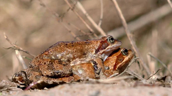 두꺼비를 가까이에 뿌린다 환경에서 동물의 — 스톡 사진