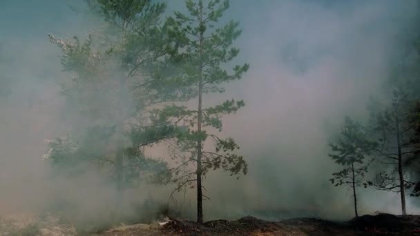 Vuur en rook in het bos wordt aangewakkerd door de wind. — Stockvideo