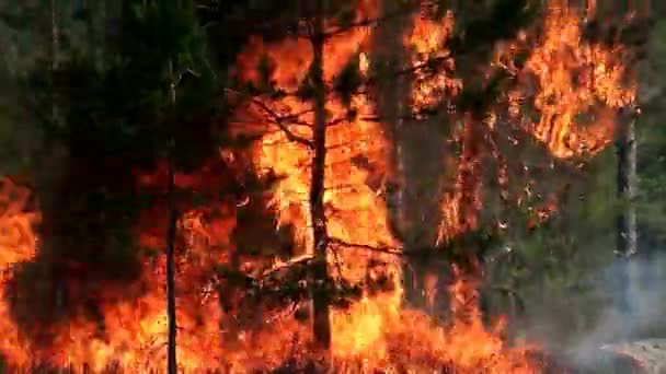 Tűz Száll Fel Tűlevelű Fák Ágain Nagy Láng Égeti Erdőt — Stock videók
