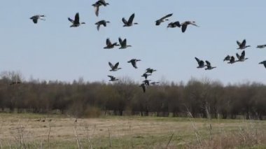 Yaban kazları tarladan havalanır. Vahşi kuş sürülerinin göç mevsimi.