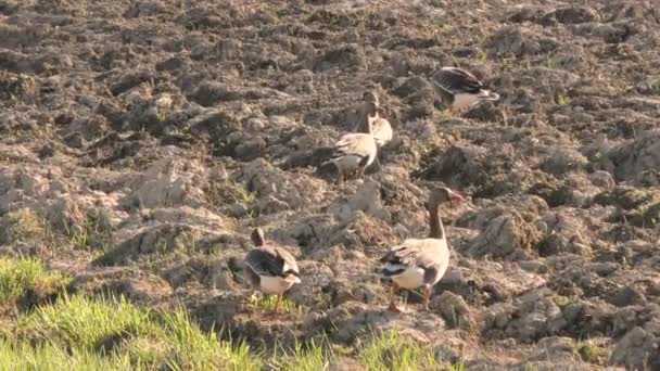 Sahadaki Çekimlerde Büyük Bir Yaklaşımla Vahşi Gri Kazlar Vardı Diğerleri — Stok video