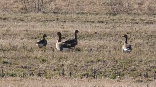 Wild Gray Free Geese Field Video Shooting Great Approximation Rest — Stock Video