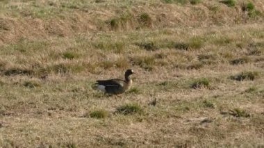 Sahadaki çekimlerde büyük bir yaklaşımla vahşi gri kazlar vardı. Diğerleri göçmen kuşlar için mola veriyor..
