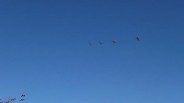 Vahşi gri kaz sürüsü uçuyor. Uçan yabani göçmen kuşların kaması.