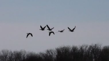 Vahşi gri kaz sürüsü uçuyor. Uçan yabani göçmen kuşların kaması.
