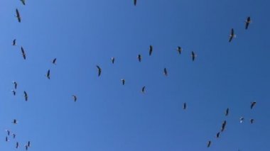 Vahşi gri kaz sürüsü uçuyor. Uçan yabani göçmen kuşların kaması.