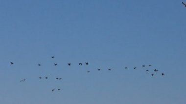 Vahşi gri kaz sürüsü uçuyor. Uçan yabani göçmen kuşların kaması.