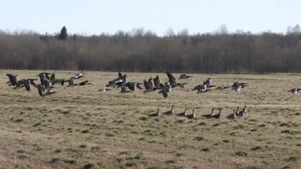 Les Oies Sauvages Décollent Champ Saison Migration Des Troupeaux Oiseaux — Video