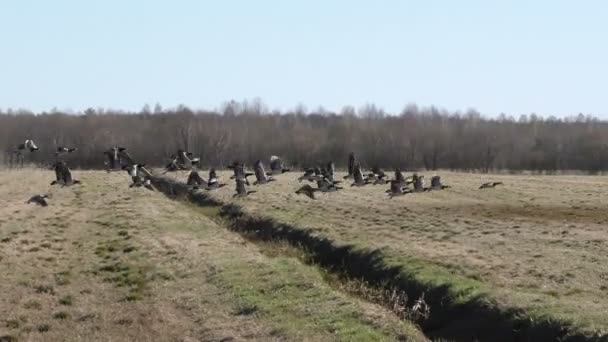 Les Oies Sauvages Décollent Champ Saison Migration Des Troupeaux Oiseaux — Video