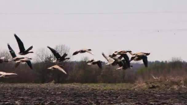 Divoké Husy Vzlétají Pole Sezóna Stěhování Volně Žijících Hejn Ptáků — Stock video