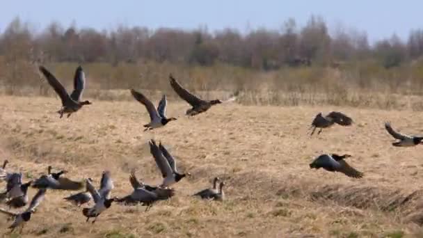 Les Oies Sauvages Décollent Champ Saison Migration Des Troupeaux Oiseaux — Video