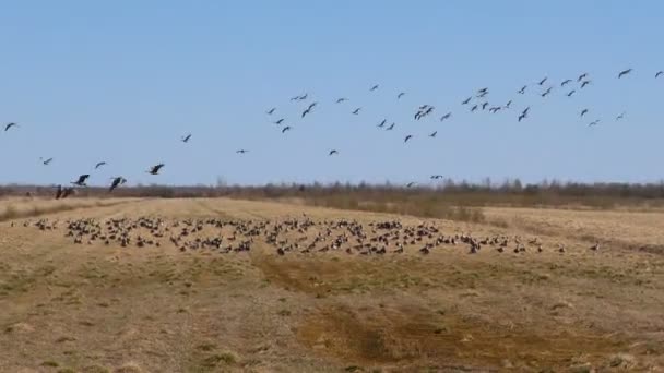 野生のガチョウのフィールドから離陸する 野鳥の群れの移動の季節 — ストック動画