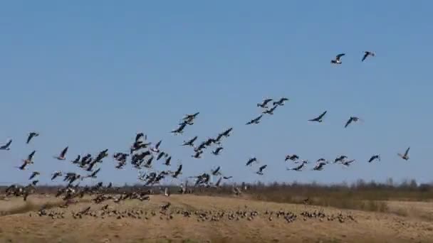 Los Gansos Salvajes Despegan Del Campo Temporada Migración Manadas Silvestres — Vídeo de stock