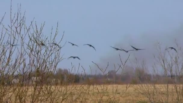 野生の灰色のガチョウの群れが飛んでいる 飛行中の野生の渡り鳥のくさび — ストック動画