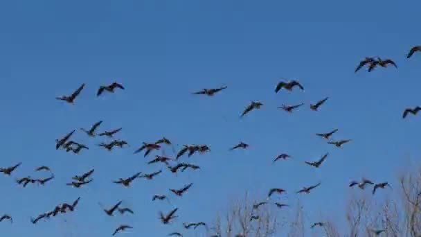 Rebaño Gansos Grises Salvajes Está Volando Cuña Las Aves Migratorias — Vídeo de stock